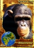 Дикий мир Шимпанзе Формат: DVD (PAL) (Упрощенное издание) (Keep case) Дистрибьютор: DVD Alliance Региональный код: 5 Количество слоев: DVD-5 (1 слой) Звуковые дорожки: Русский Синхронный перевод Dolby инфо 13165j.